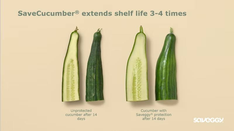 Cucumber without and with the protection of saveggy