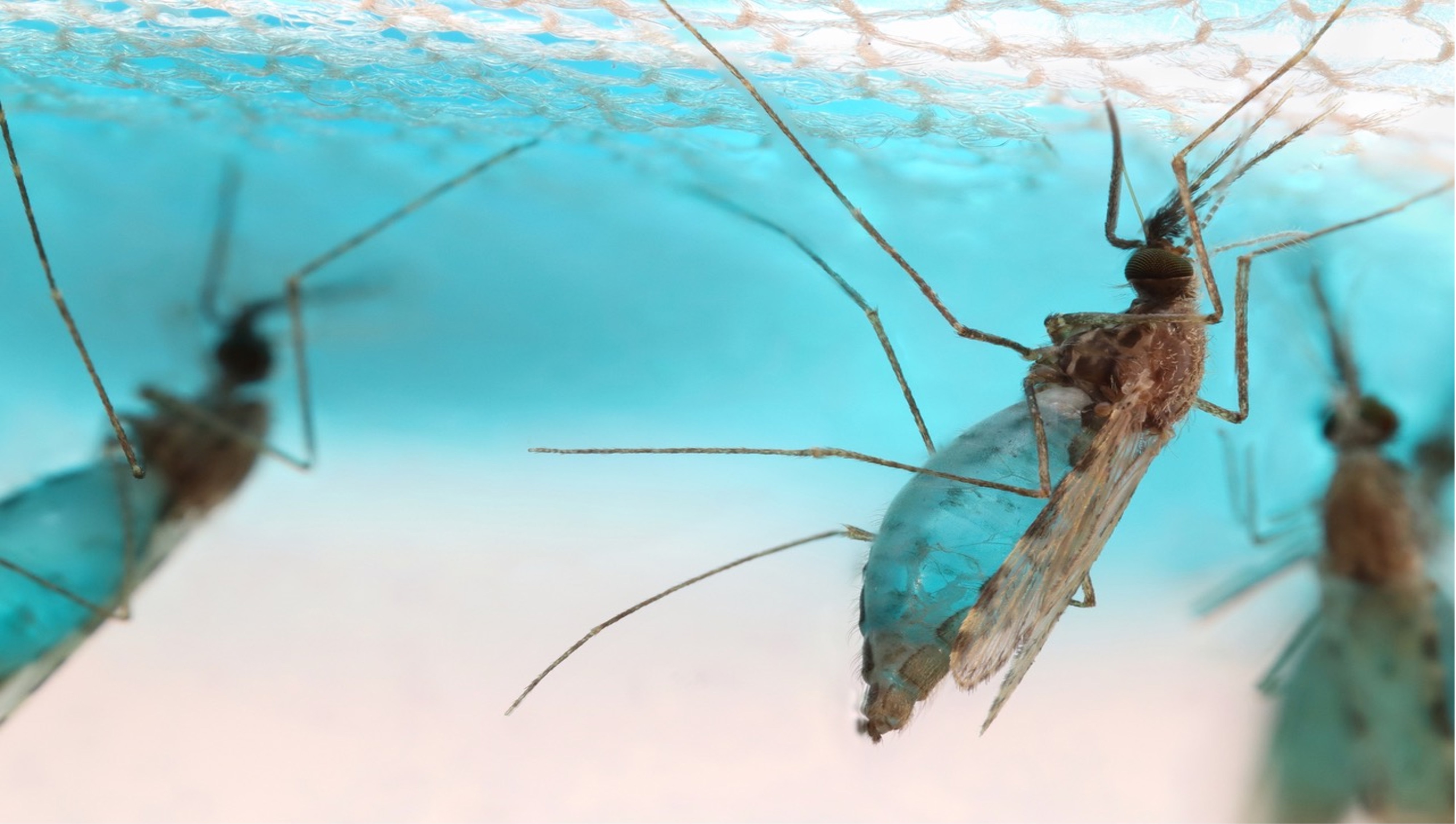 mosquitos